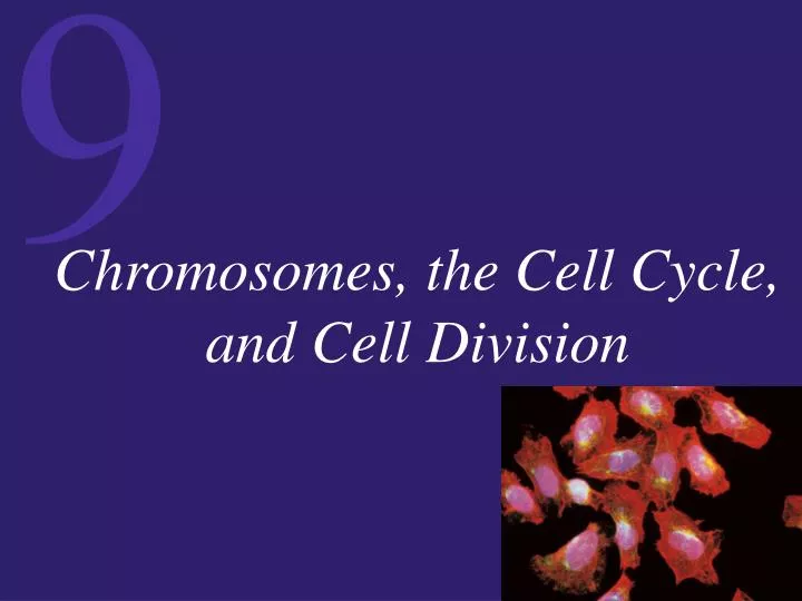 chromosomes the cell cycle and cell division n.