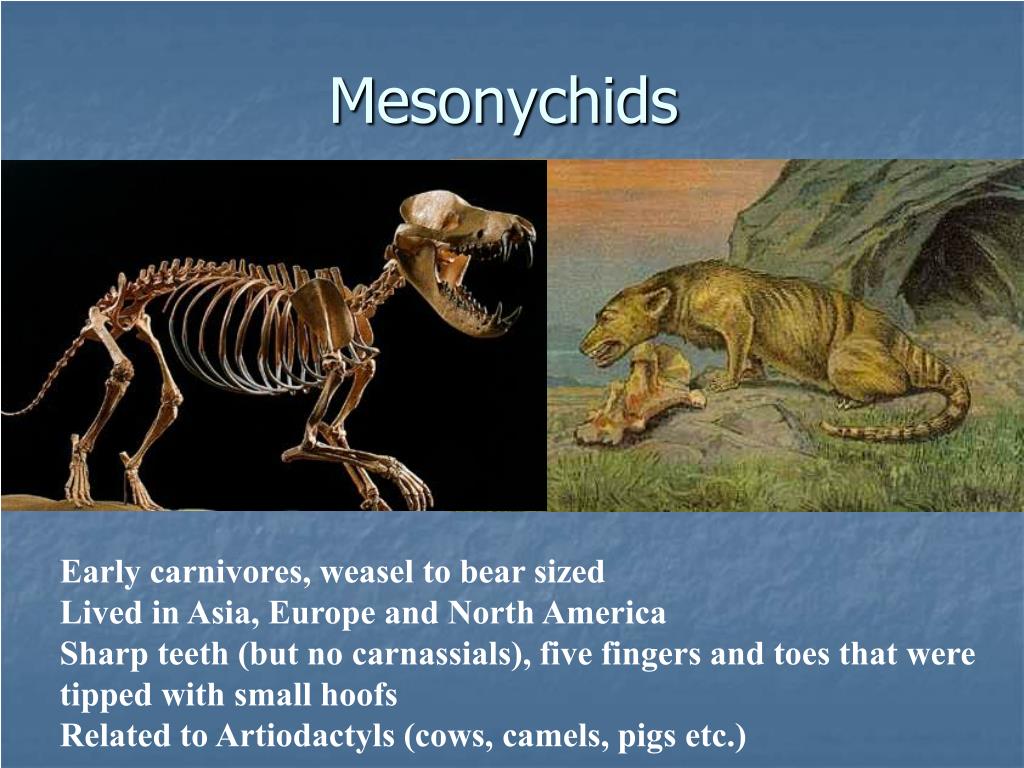 PPT - LIFE AFTER JURASSIC PARK: MAMMAL EVOLUTION DURING THE CENOZOIC ...