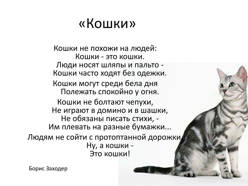 3 стихотворения о животных. Стих про кошку. Стих про кошечку. Стих про кошку для детей. Стихи о котах.