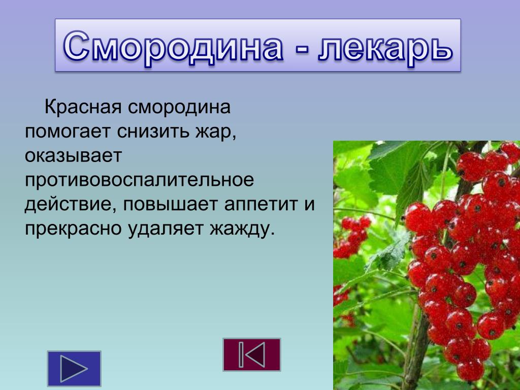 Крыжовник словосочетание. Смородина для презентации. Смородина лекарственное растение. Смородина описание для детей. Информация о кустарнике смородина.