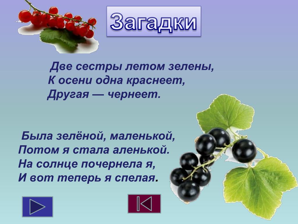 Песня про черную смородину. Загадка про смородину. Загадка про смородину для детей. Загадка о смородине. Загадка о смородине для детей.