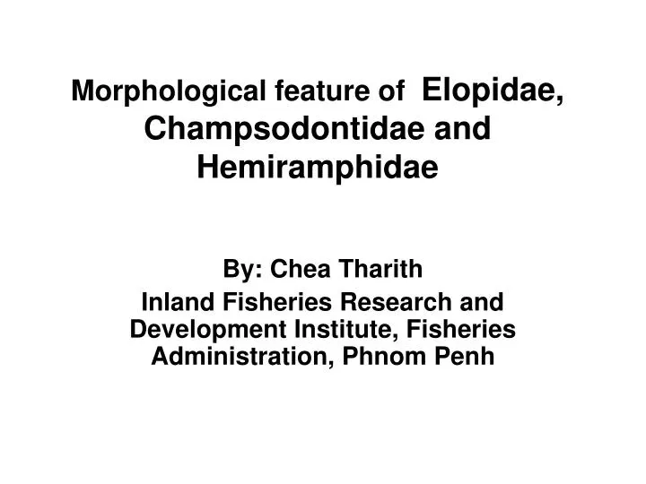 morphological feature of elopidae champsodontidae and hemiramphidae n.