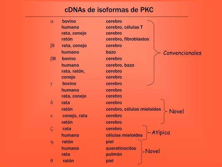 cdnas de isoformas de pkc n.