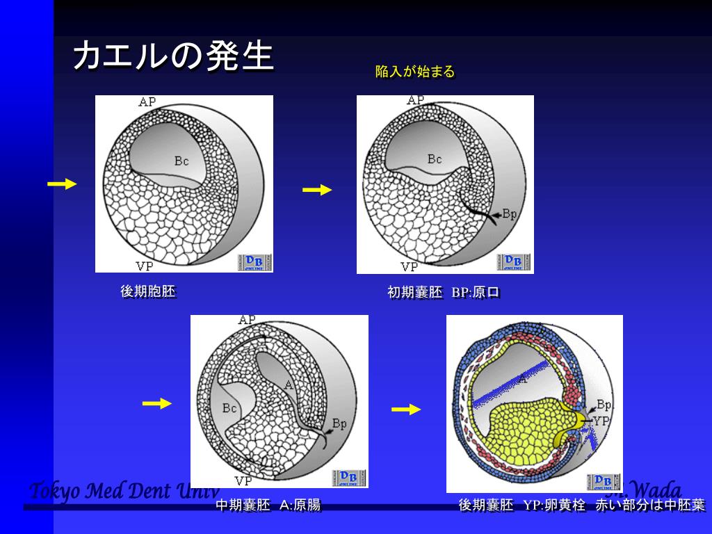 Ppt 生命科学基礎ｃ Powerpoint Presentation Free Download Id 5789492