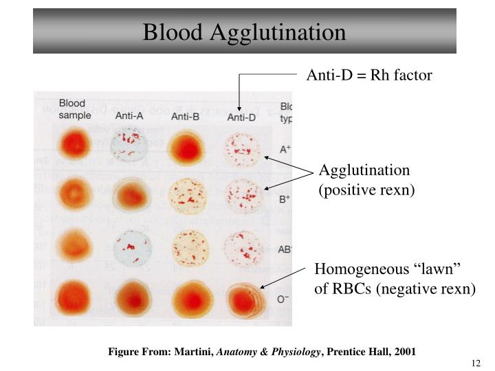 PPT - Biology 102 Laboratory 1 Blood and Blood Typing PowerPoint