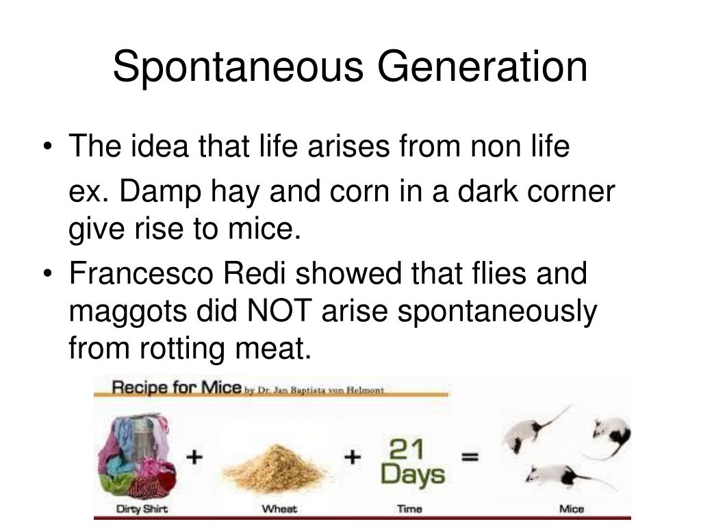 spontaneous generation hypothesis redi