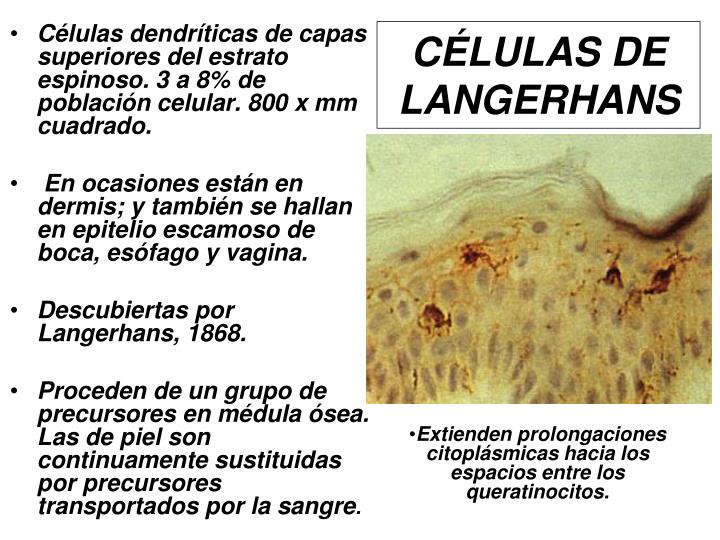 PPT - HISTOLOGÍA DE LA PIEL PowerPoint Presentation - ID:5792739