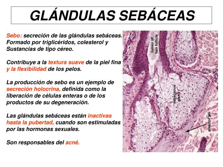 PPT - HISTOLOGÍA DE LA PIEL PowerPoint Presentation - ID:5792739