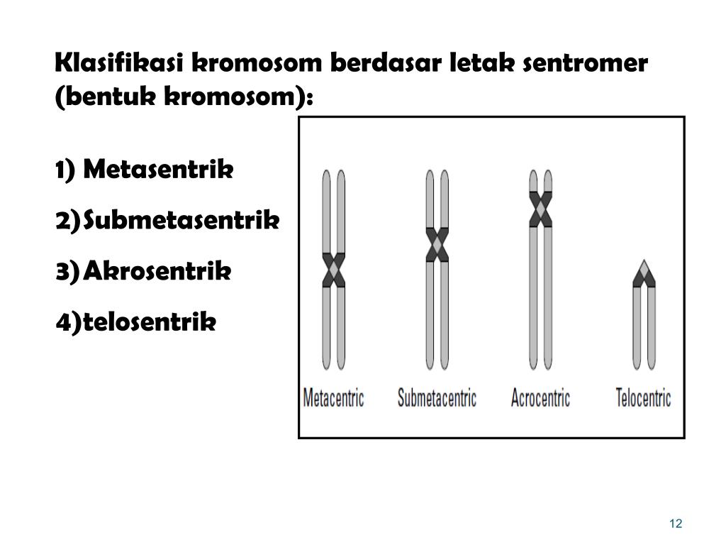 Dan bentuk menentukan berfungsi yang kromosom tempat kromosom bagian dari sebagai Struktur Kromosom