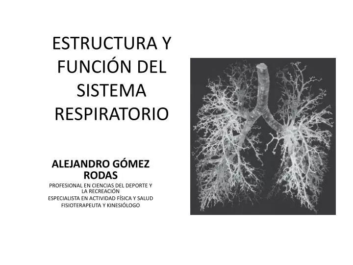 estructura y funci n del sistema respiratorio n.