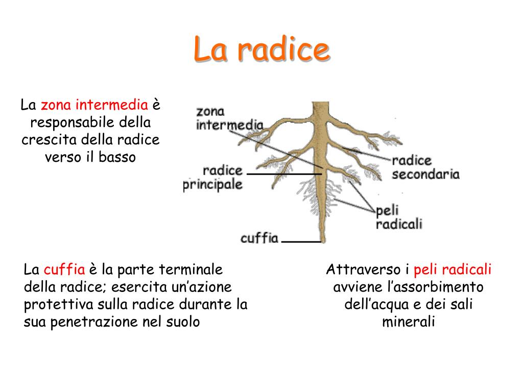 Radice Delle Piante Che Parte Dalla Base Del Fusto PPT - Le piante PowerPoint Presentation, free download - ID:5795565