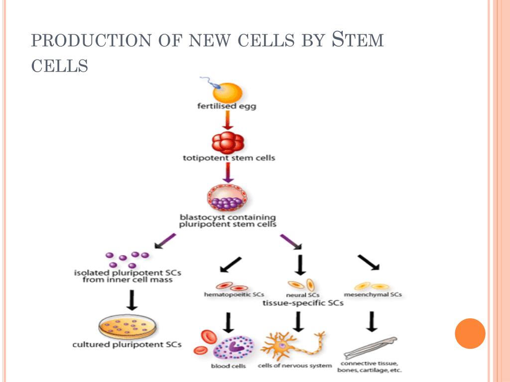of twins Adult stem production cell