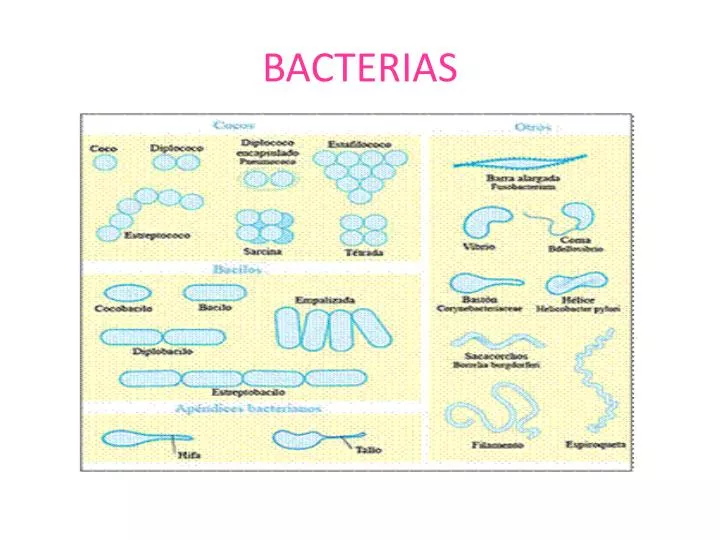 bacterias n.