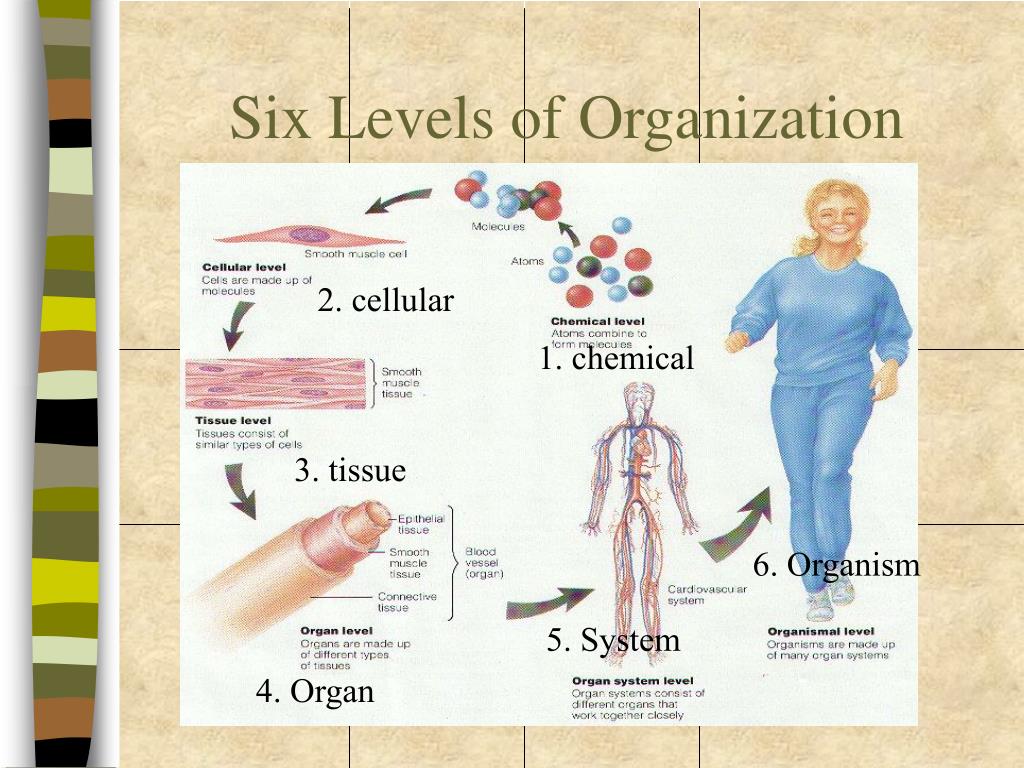 Ppt Introduction To Body Organization Powerpoint Presentation Free
