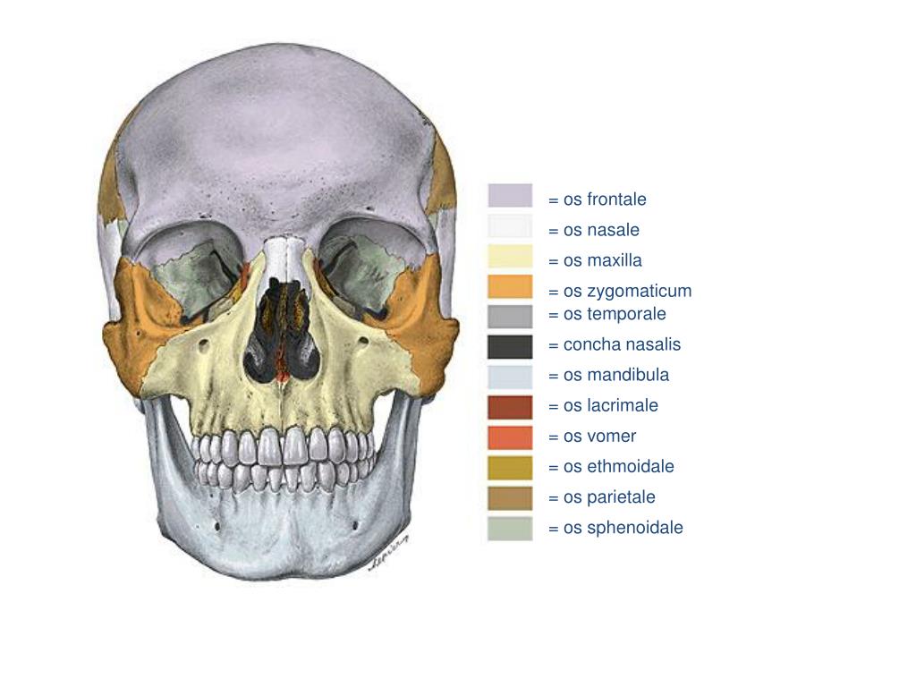 Носовая кость лицевого черепа. Мандибула и Максилла. Максилла анатомия. Конха назалис.