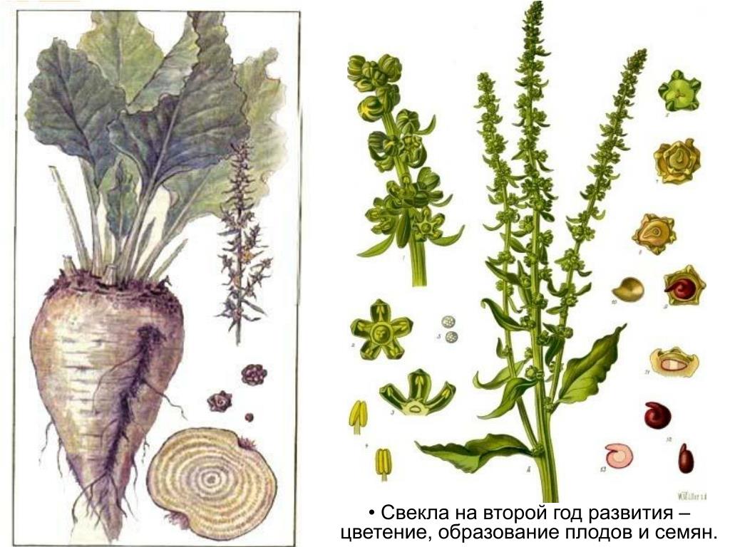Где Можно Купить Семена Свеклы