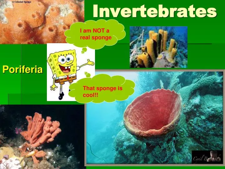 invertebrates n.