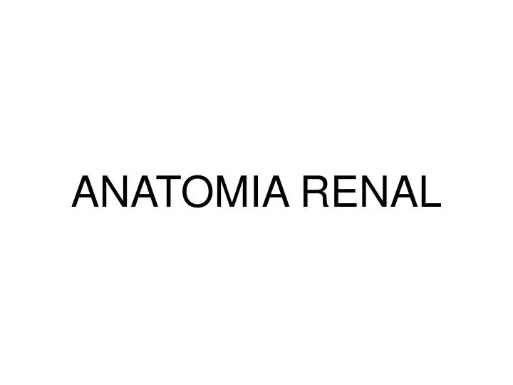 anatomia renal n.