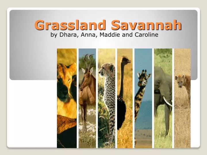 physical features of savanna grassland physical features of savanna grassland