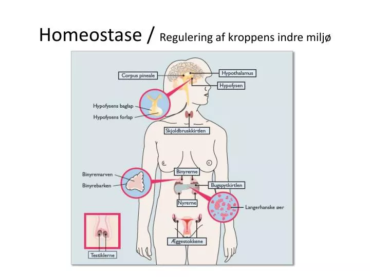 homeostase regulering af kroppens indre milj n.
