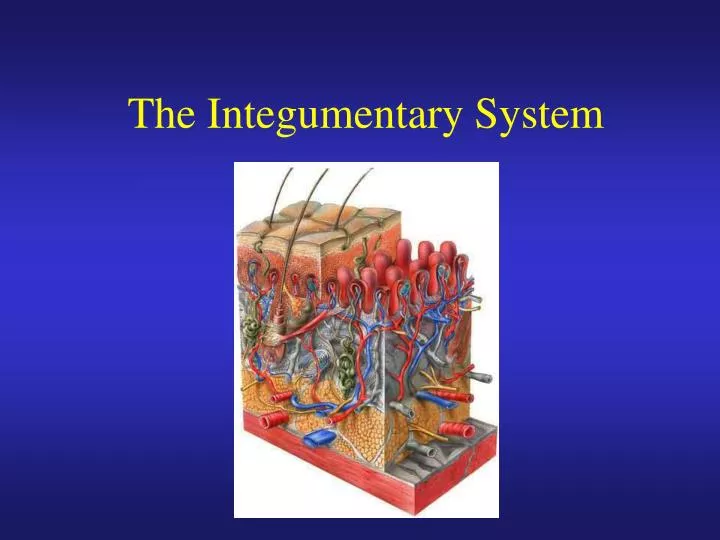 the integumentary system n.