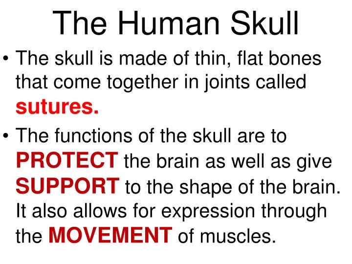 the human skull n.