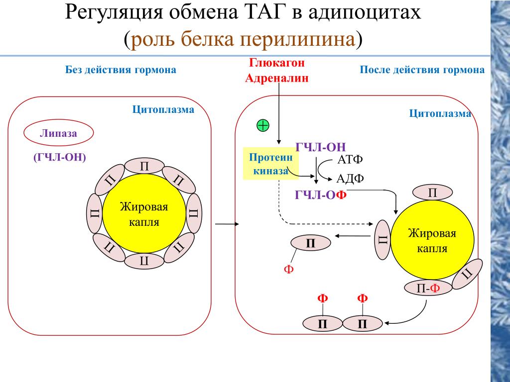 Схема действия адреналина на жировую клетку