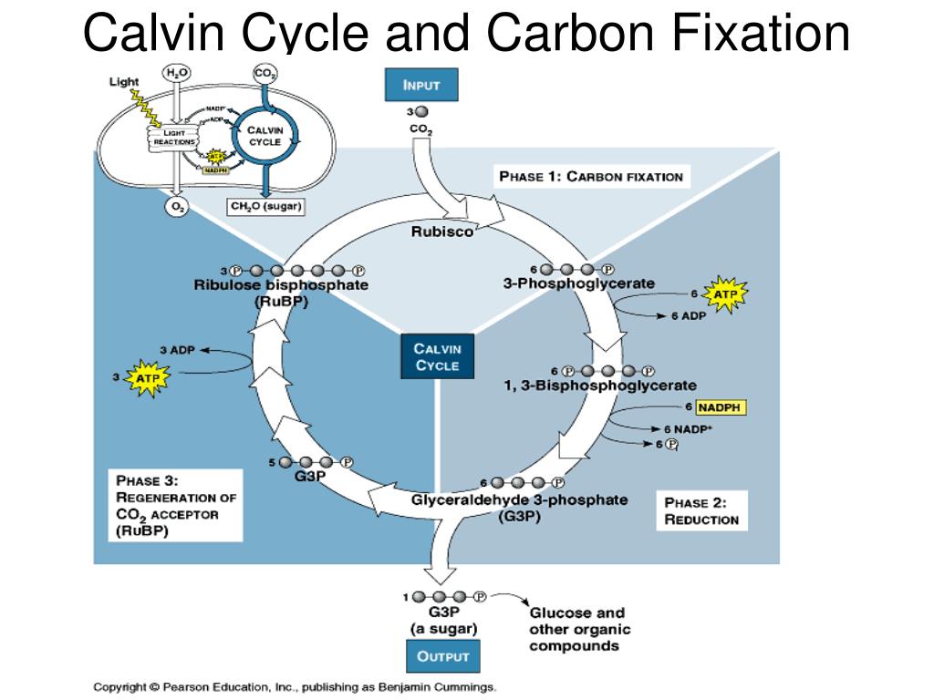 the calvin cycle of photosynthesis begins when