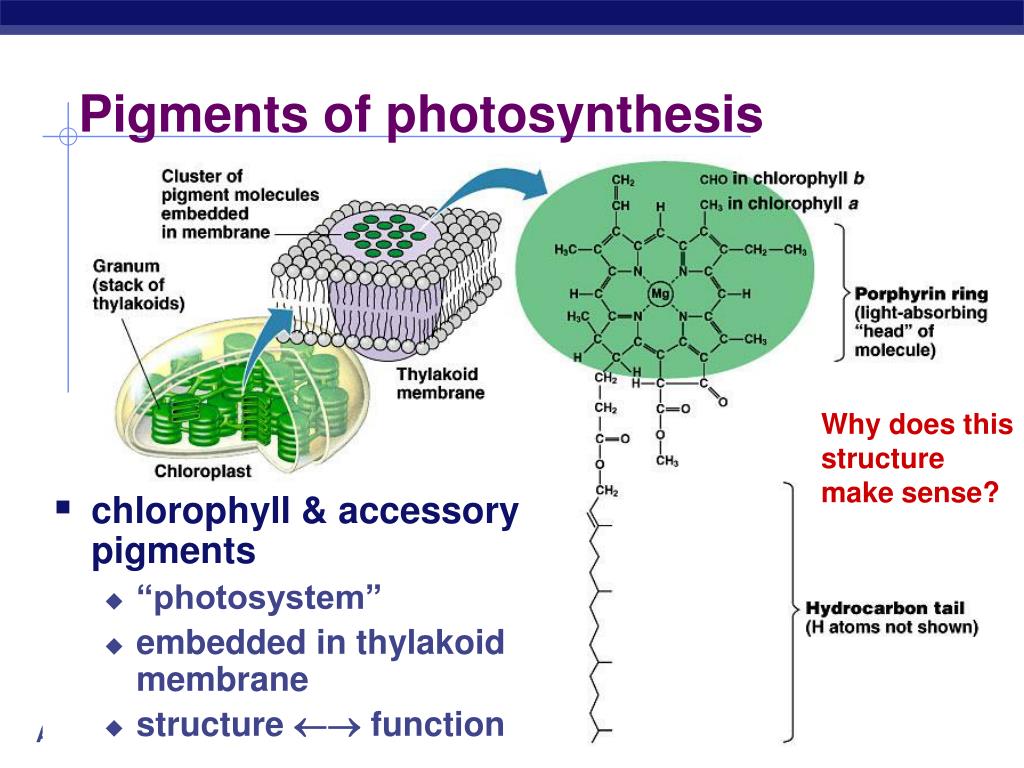 Пигмент хлорофилла содержится. Хлорофилл в мембране. Хлорофилл фотосинтезирующая мембрана. Хлорофилл фотосинтез. Хлорофилл d структура.