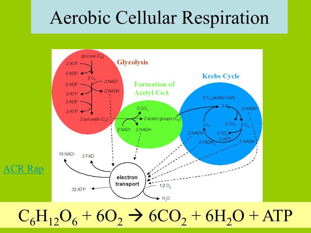 PPT - Photosynthesis and Cellular Respiration February 22, 2014 Nancy ...