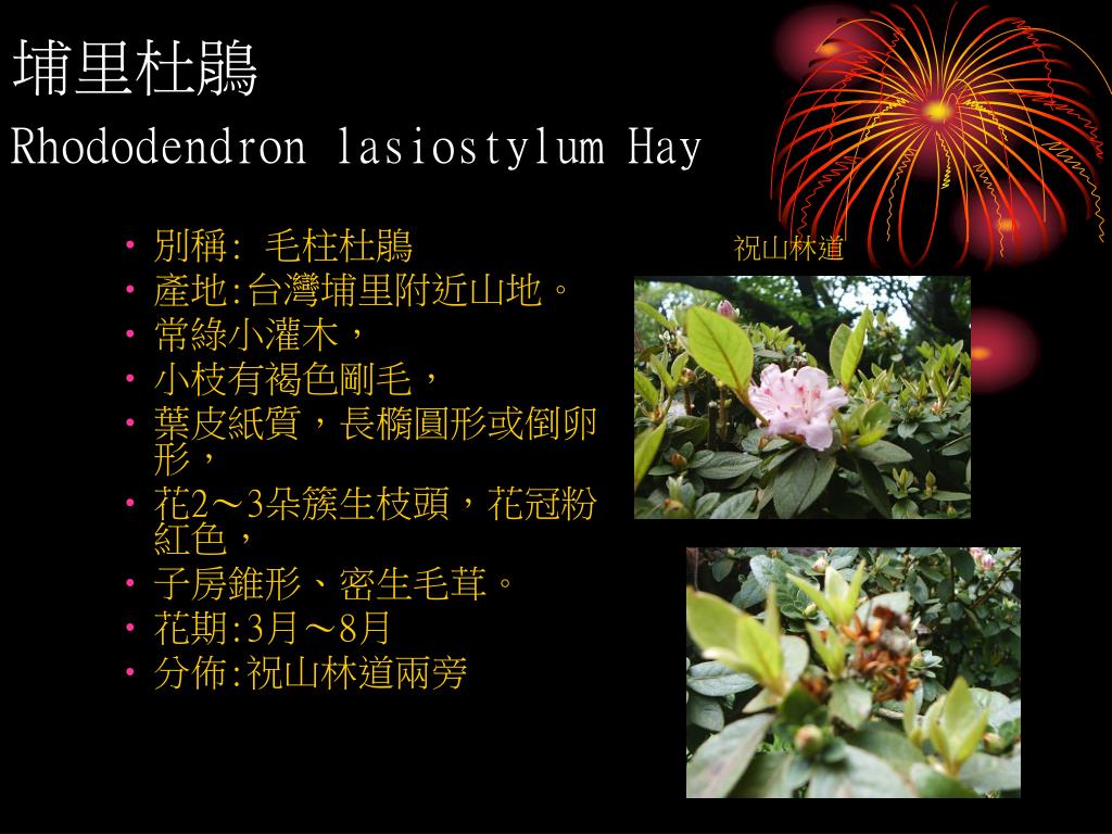 Ppt 杜鵑小偵探powerpoint Presentation Free Download Id