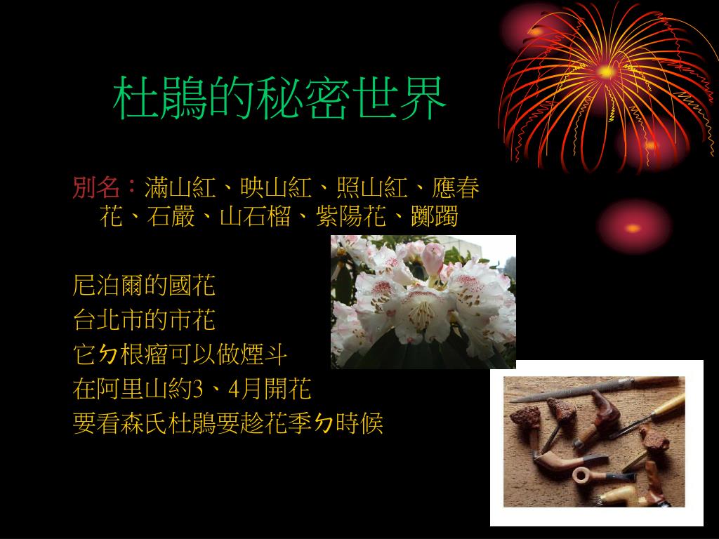 Ppt 杜鵑小偵探powerpoint Presentation Free Download Id