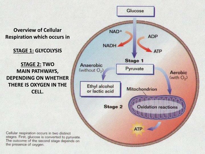 cellular respiration an overview cellular respiration an overview