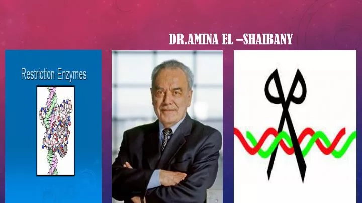 dr amina el shaibany n.