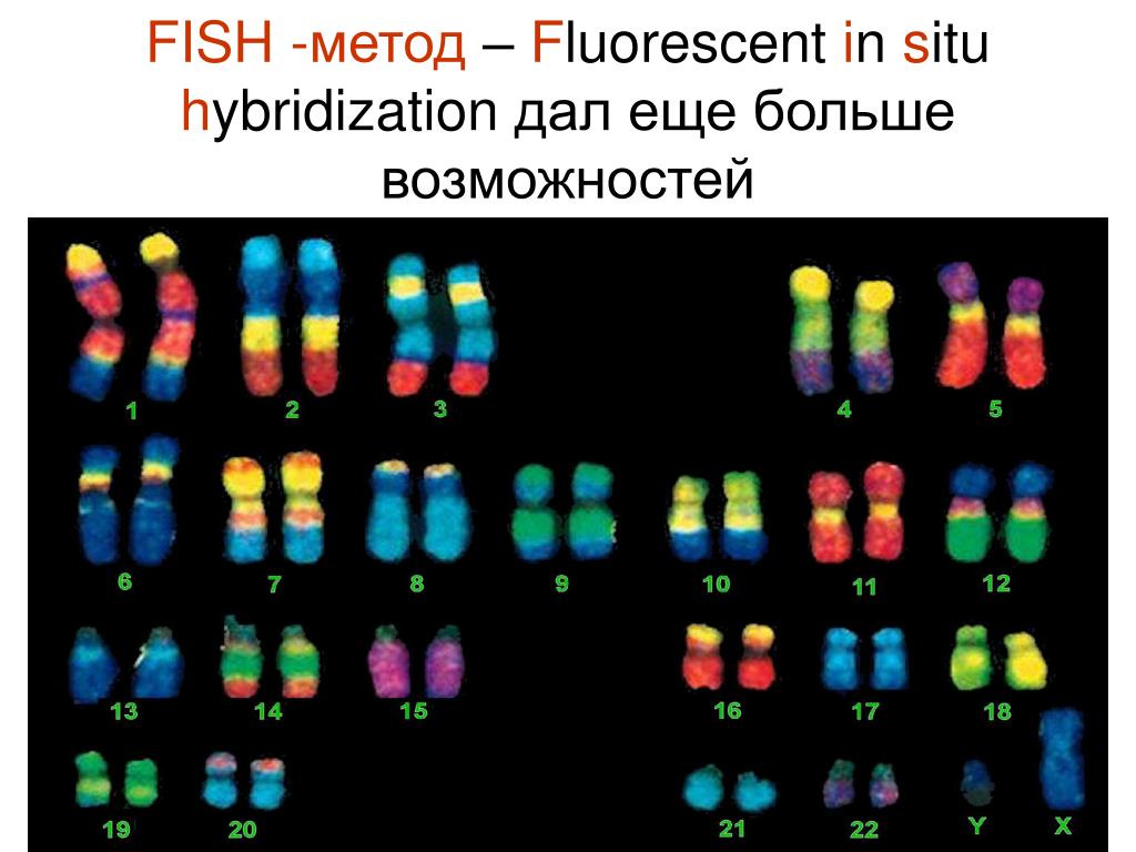 Изменение окраски хромосом. Фиш метод окраски хромосом. Fish-метода окраски хромосом?. Метод флуоресцентной гибридизации in situ. Fish метод в цитогенетике.