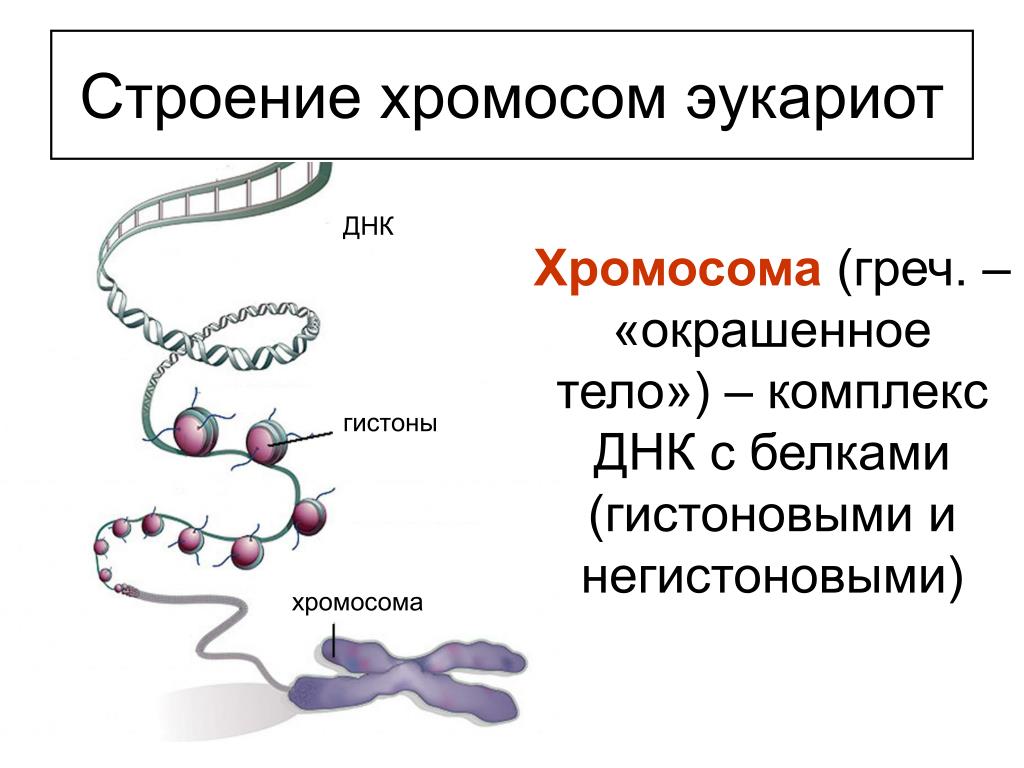 Эукариоты наследственная информация. Строение хромосомы эукариот. Строение хромосомы эукариотической клетки. Структура ДНК эукариот. Строение хроматина и хромосомы.