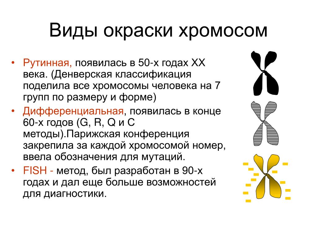 Хромосомы определяют окраску растения. Методы дифференцированного окрашивания хромосом. Метод дифференциального окрашивания хромосом. Рутинный метод окрашивания хромосом. Кариотип методом дифференциальной окраски хромосом.