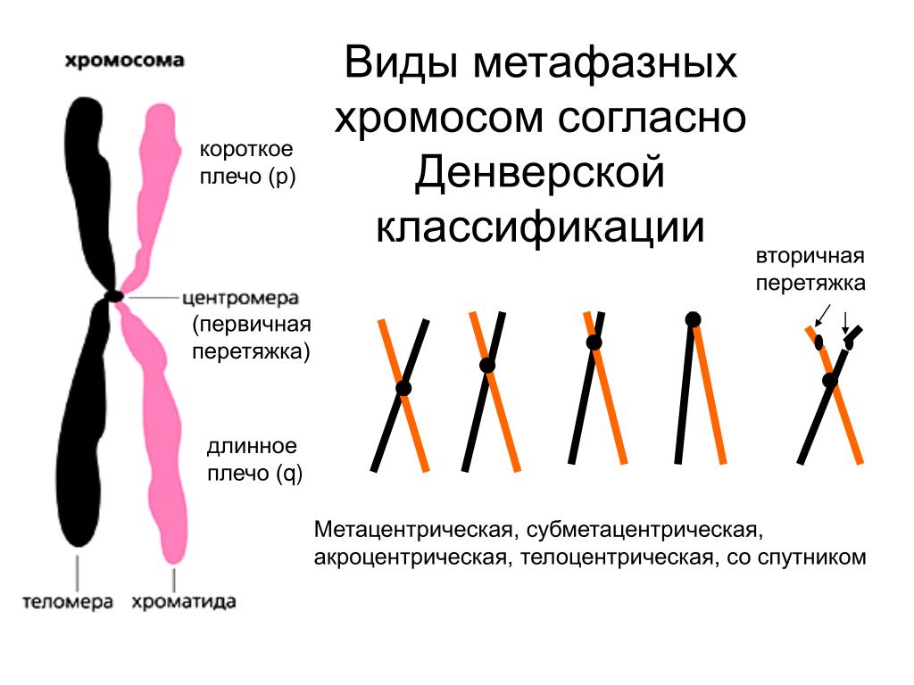 От каких хромосом зависит пол. Строение и типы хромосом. Типы строения хромосом человека. 1. Строение хромосом.. Акроцентрические хромосомы человека.