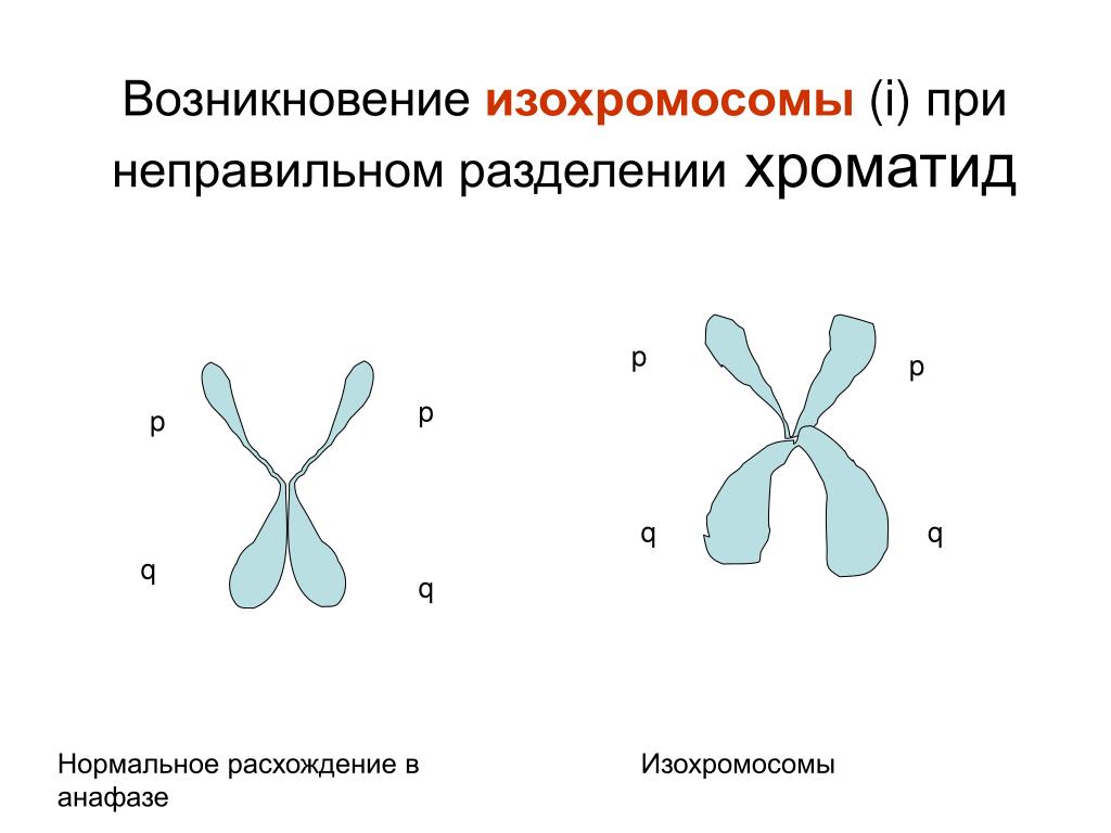 Кольцевая хромосома 2. Изохромосомы. Дицентрические хромосомы. Строение хромосомы. Изохромосомы это в генетике.