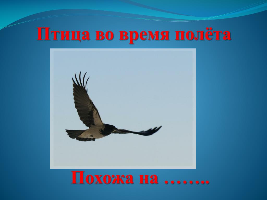 Время слова летающий. Признаки птиц. Полевые признаки птиц в полете. Картинка символ признаки птиц.