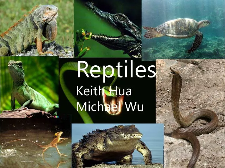 reptiles keith hua michael wu n.