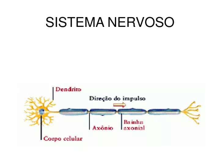 sistema nervoso n.