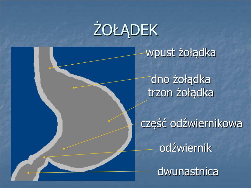 Trawienie Chemiczne W żołądku Przeżuwaczy Odbywa Się Głównie PPT - BUDOWA I FUNKCJONOWANIE UKŁADU POKARMOWEGO CZŁOWIEKA PowerPoint