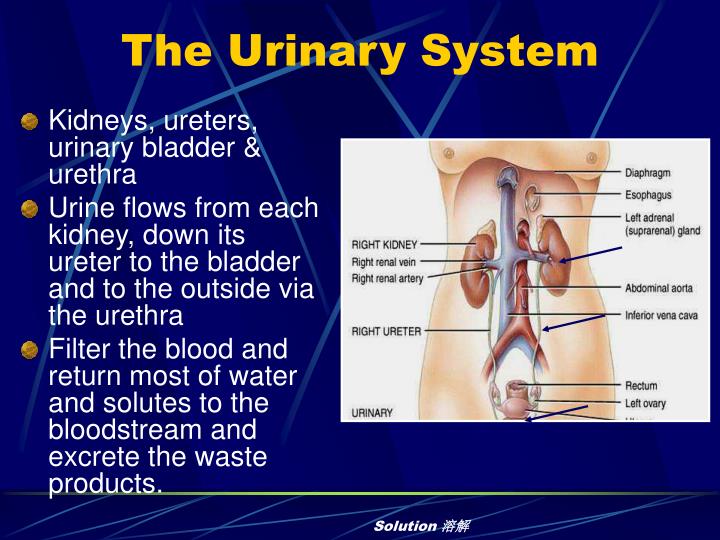 powerpoint presentation on urinary system