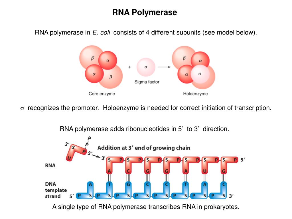 Рнк полимераза участвует. РНК полимераза e coli. РНК полимераза прокариот структура. Строение РНК полимеразы у e.coli. Фермент РНК полимераза.