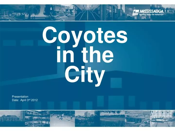 coyotes in the city n.