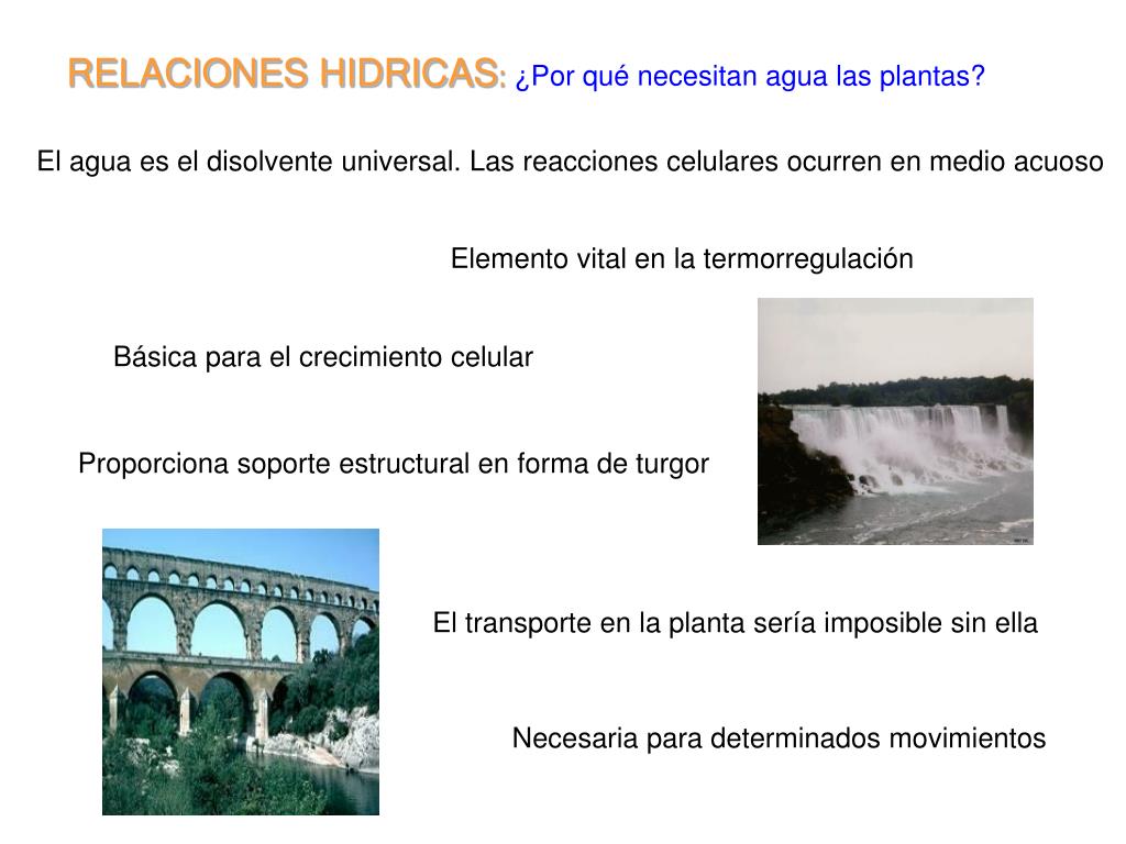 PPT - RELACIONES HIDRICAS : ¿Por qué necesitan agua las plantas? PowerPoint  Presentation - ID:5809781