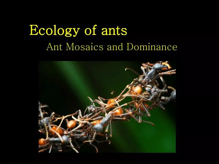 ecology of ants n.