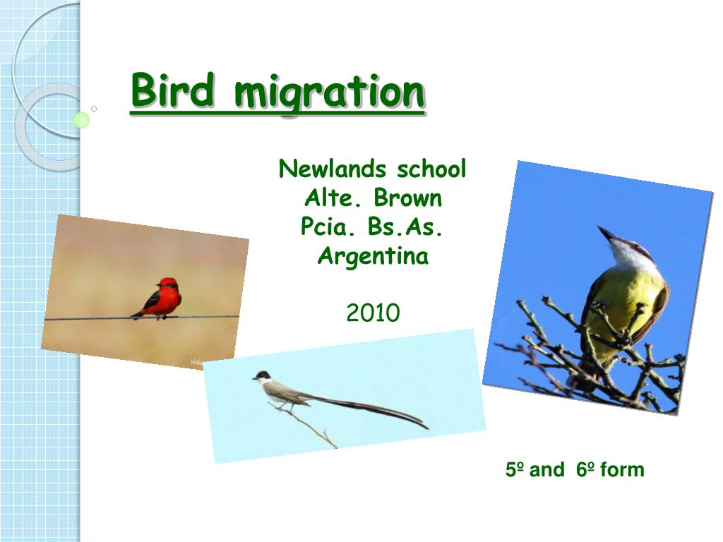 PPT - Bird migration PowerPoint Presentation, free download - ID:5811127
