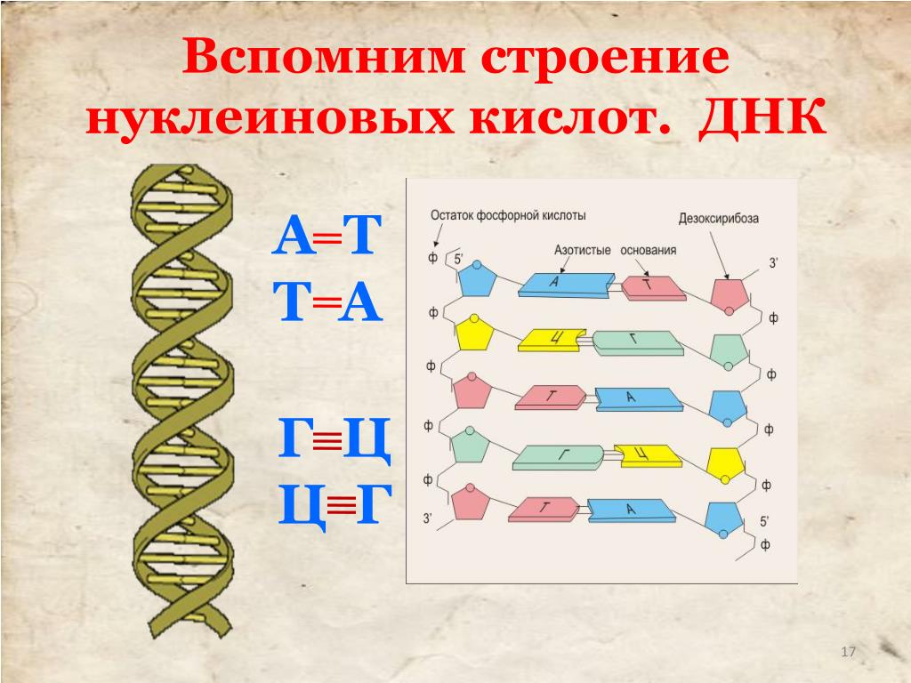 Виды молекул нуклеиновой кислоты днк. Строение нуклеиновых кислот. А Т Г Ц В ДНК. Строение ДНК. Строение нуклеиновых кислот строение.